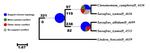 Demonstrating gene tree conflict with Phyparts Piecharts