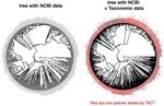 How to built a completely resolved species-level phylogeny using TCAT