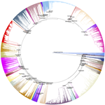 PhyloSynth