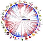 Rosid Phylogeny and Diversification