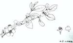 Taxonomy