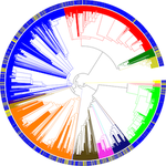 AJB: Challenges of comprehensive taxon sampling in comparative biology: Wrestling with rosids