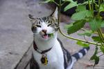 SciAdv: The evolutionary origins of the cat attractant nepetalactone in catnip