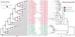 JSE: Capturing single-copy nuclear genes, organellar genomes, and nuclear ribosomal DNA from deep genome skimming data for plant phylogenetics: A case study in Vitaceae