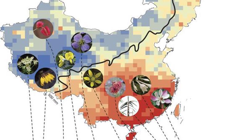 Evolutionary history of the angiosperm flora of China