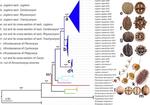 MPE: Phylogeny and divergence time estimation of the walnut family (Juglandaceae) based on nuclear RAD-Seq and chloroplast genome data