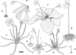 PLoS ONE: Biogeographical patterns and speciation of the genus Pinguicula (Lentibulariaceae) inferred by phylogenetic analyses