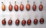 Primary Taxonomic Study of Elaeagnus ( Elaeagnaceae) in Mainland China