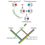 Exploring deep phylogenetic incongruence of the COM clade in Rosidae: Phylogenomics approach [PhD dissertation]