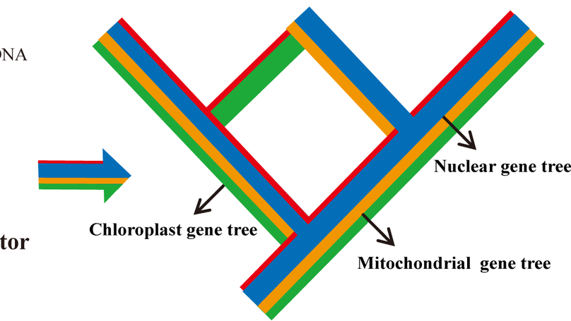 Deep phylogenetic incongruence in the angiosperm clade Rosidae