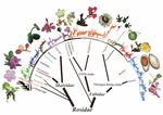 JSE: Phylogeny of the Rosidae: A dense taxon sampling analysis