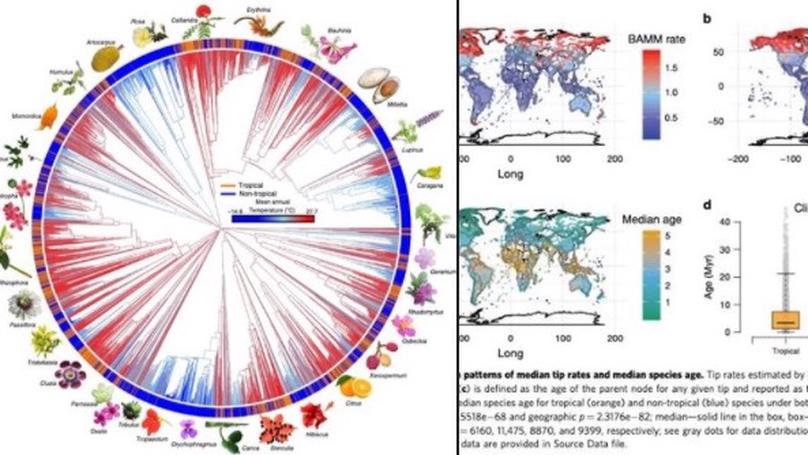 Recent accelerated diversification in rosids occurred outside the tropics