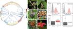 MPE: Accelerated diversification correlated with functional traits shapes extant diversity of the early divergent angiosperm family Annonaceae